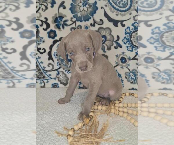 Medium Photo #3 Weimaraner Puppy For Sale in LEWISBURG, KY, USA