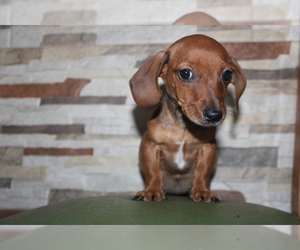 Dachshund Puppy for sale in CHULA VISTA, CA, USA