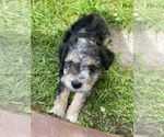 Puppy Bunny F2 Aussiedoodle