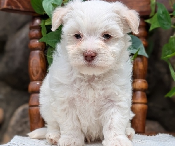 Medium Photo #27 Havanese Puppy For Sale in GOSHEN, IN, USA