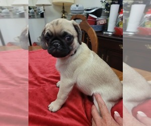 Pug Puppy for sale in BRANDON, FL, USA