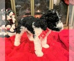 Small Photo #7 Poodle (Standard) Puppy For Sale in MIDDLETOWN, OH, USA