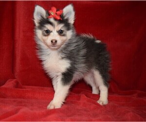 Pomsky Puppy for sale in BARNESVILLE, KS, USA