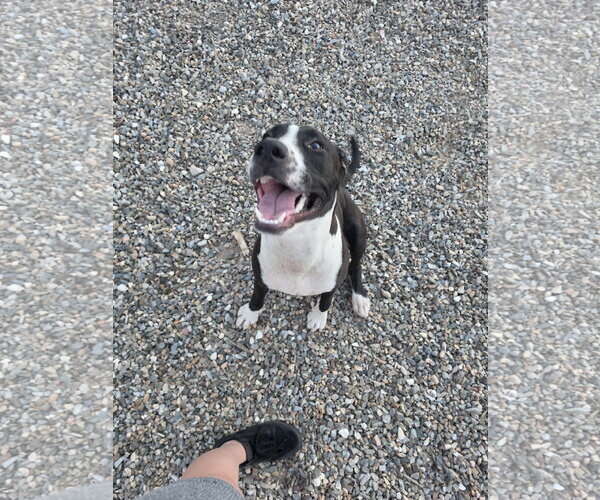 Medium Photo #1 American Pit Bull Terrier-Unknown Mix Puppy For Sale in Chandler, AZ, USA