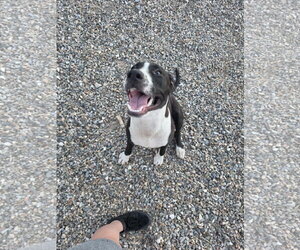 American Pit Bull Terrier-Unknown Mix Dogs for adoption in Chandler, AZ, USA