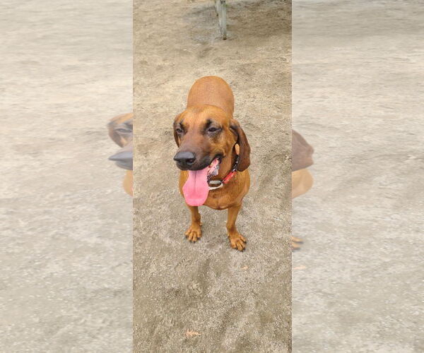 Medium Photo #2 Redbone Coonhound-Unknown Mix Puppy For Sale in Westwood, NJ, USA