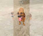 Small #1 Redbone Coonhound Mix
