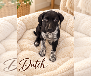 Mutt Dogs for adoption in MIDWAY, UT, USA