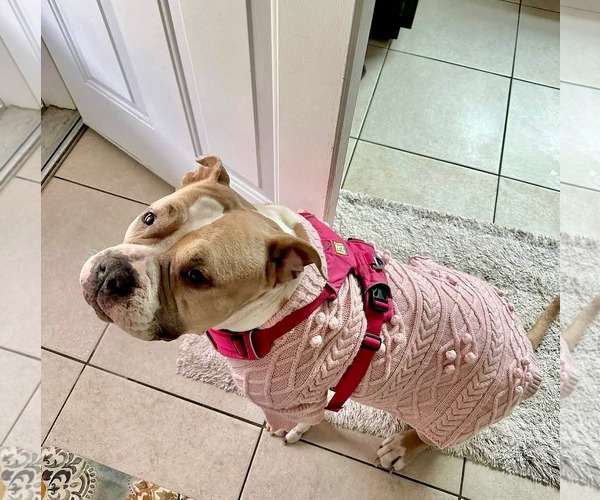 Medium Photo #1 Bulldog-Unknown Mix Puppy For Sale in Germantown, OH, USA