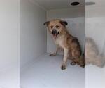 Small Border Collie Mix