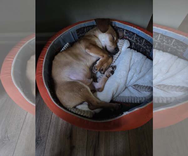 Medium Photo #3 Dachshund-Unknown Mix Puppy For Sale in Greenville, SC, USA