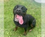 Small #1 Rottweiler
