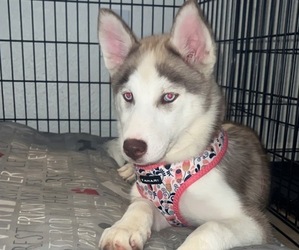Siberian Husky Puppy for sale in BOWLING GREEN, KY, USA