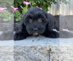 Small #2 Lhasa-Poo