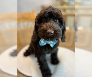 Australian Labradoodle Puppy for sale in NAPLES, FL, USA