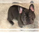 Small French Bulldog