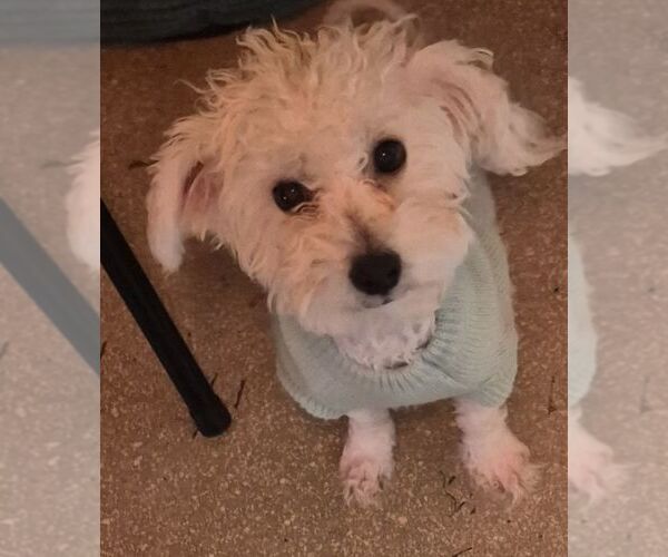 Medium Photo #1 Maltese Puppy For Sale in Carrollton, TX, USA