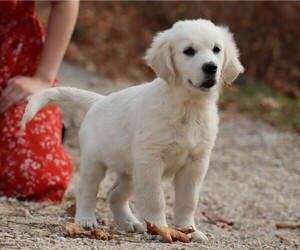 English Cream Golden Retriever Litter for sale in LANCASTER, WI, USA