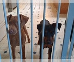 Small Photo #13 Miniature Pinscher Puppy For Sale in BENSON, AZ, USA