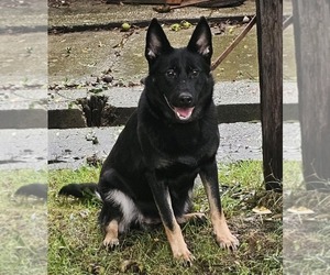 Mother of the German Shepherd Dog puppies born on 10/07/2025