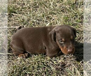 Doberman Pinscher Puppy for sale in MARYSVILLE, IN, USA