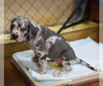 Small Photo #15 Great Dane Puppy For Sale in DANIELSON, CT, USA