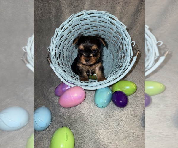Medium Photo #8 Yorkshire Terrier Puppy For Sale in OLATHE, KS, USA