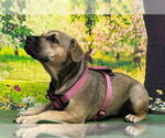 Small #10 American Pit Bull Terrier Mix