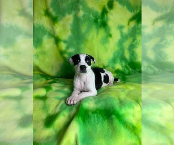 Medium Photo #1 American Staffordshire Terrier-Unknown Mix Puppy For Sale in New Oxford , PA, USA