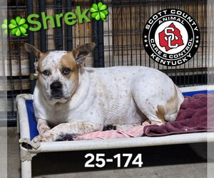 American Bulldog-Unknown Mix Dogs for adoption in Georgetown, KY, USA