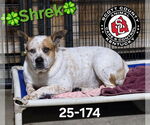 Small Photo #1  Puppy For Sale in , 
