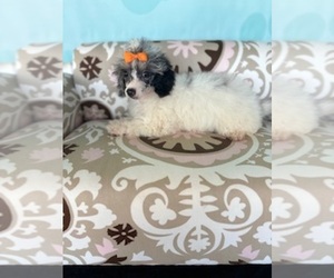 Poodle (Toy) Puppy for sale in RIPLEY, MS, USA