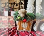Small Photo #1 Labrador Retriever Puppy For Sale in LINDEN, MI, USA