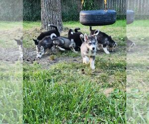 Siberian Husky Puppy for sale in ELYRIA, OH, USA
