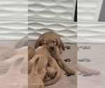 Small #4 Golden Retriever