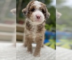 Small #1 Aussie-Poo-Miniature Bernedoodle Mix