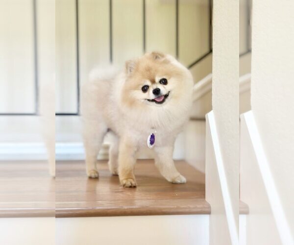Medium Photo #1 Pomeranian Puppy For Sale in Pittsburg, CA, USA