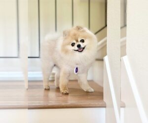 Pomeranian Dogs for adoption in Pittsburg, CA, USA