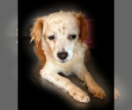 Small #2 Colonial Cocker Spaniel Mix