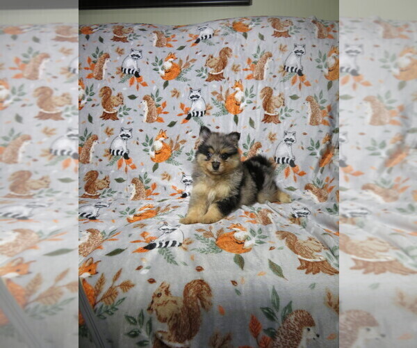Medium Photo #1 Pomeranian Puppy For Sale in COOKEVILLE, TN, USA