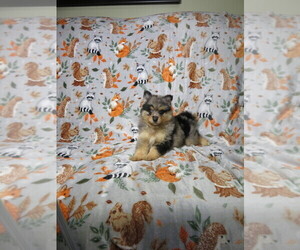 Pomeranian Puppy for sale in COOKEVILLE, TN, USA