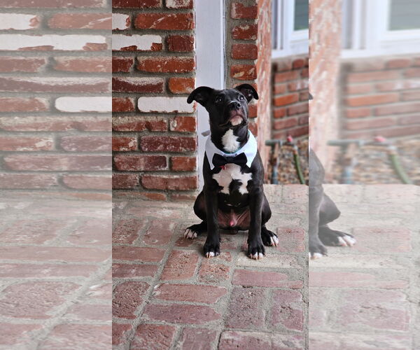 Medium Photo #17 American Pit Bull Terrier-Labrador Retriever Mix Puppy For Sale in San Diego, CA, USA
