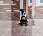 Small #16 American Pit Bull Terrier-Labrador Retriever Mix