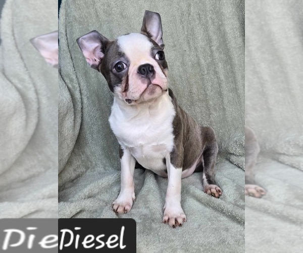 Medium Photo #1 Boston Terrier Puppy For Sale in ALBANY, OH, USA