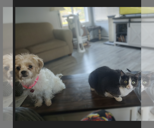 Medium Photo #2 Mutt Puppy For Sale in Fargo, ND, USA