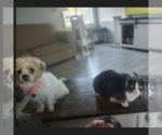 Small Photo #2 Mutt Puppy For Sale in Fargo, ND, USA