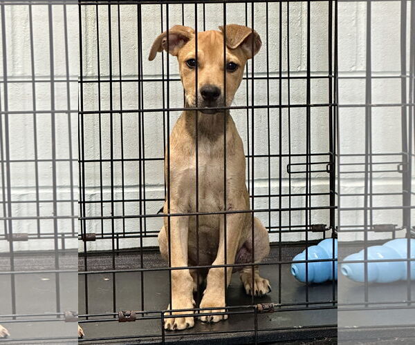 Medium Photo #1 Mutt Puppy For Sale in Eastman, GA, USA