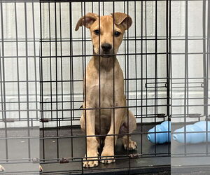 Mutt Dogs for adoption in Eastman, GA, USA