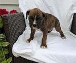 Small Photo #4 Boxer Puppy For Sale in GOSHEN, IN, USA