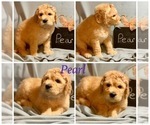 Small Photo #27 Golden Retriever-Goldendoodle Mix Puppy For Sale in LEICESTER, NC, USA